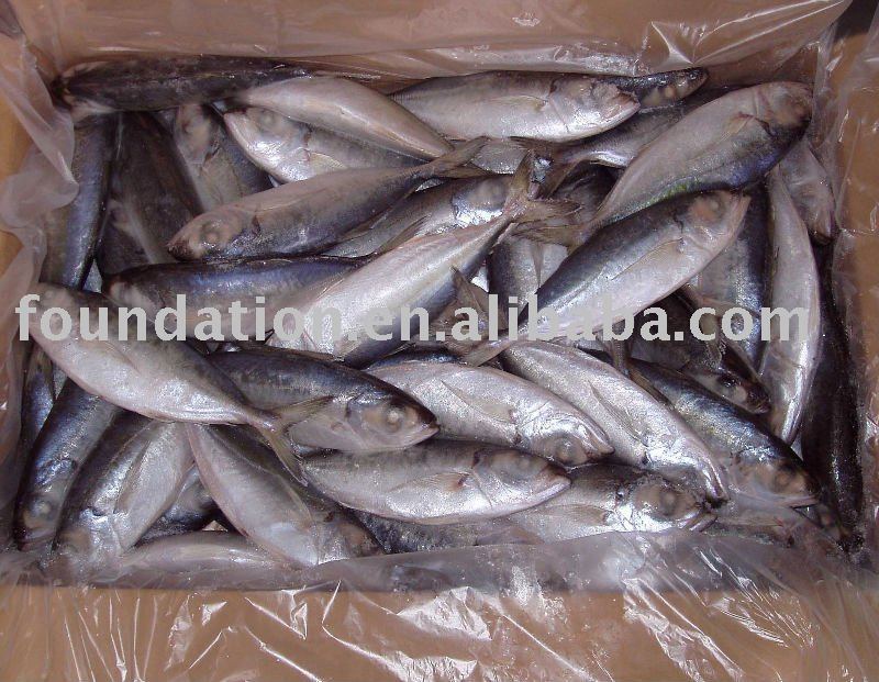 Frozen Fish(Frozen Bigeye Scad)