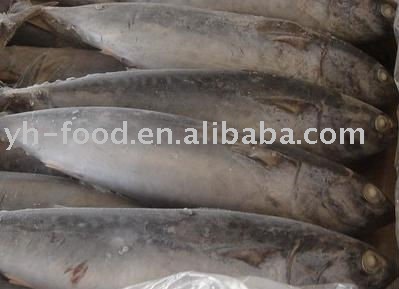 cheap frozen bonito fish