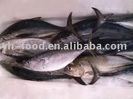 whole round frozen fish bonito