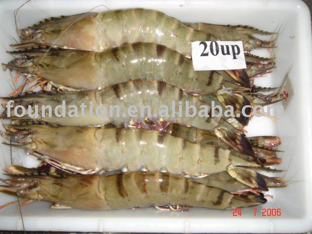 Frozen  Hose  Shrimp
