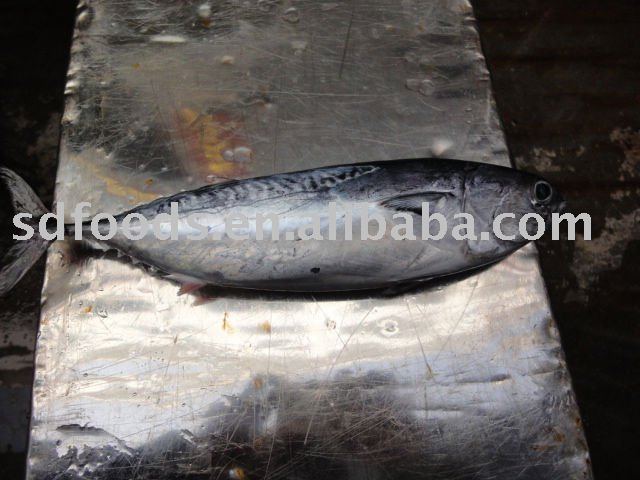 Frozen bonito