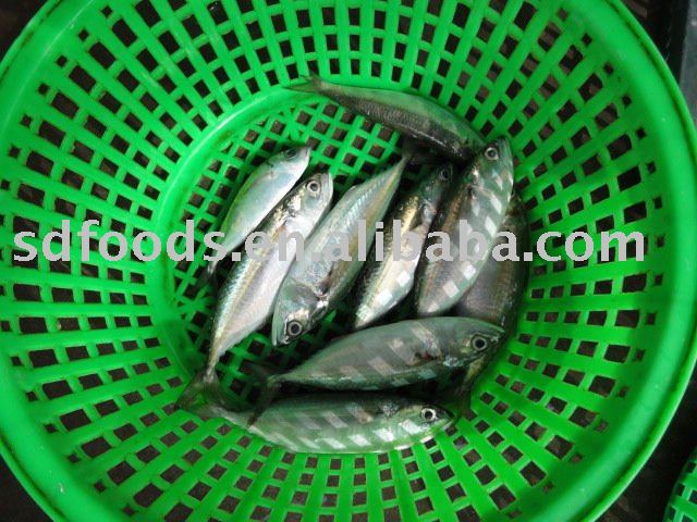 Frozen jack mackerel