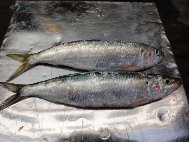 frozen sardine fish