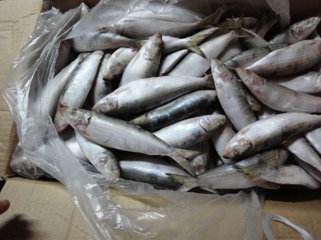 frozen whole sardine