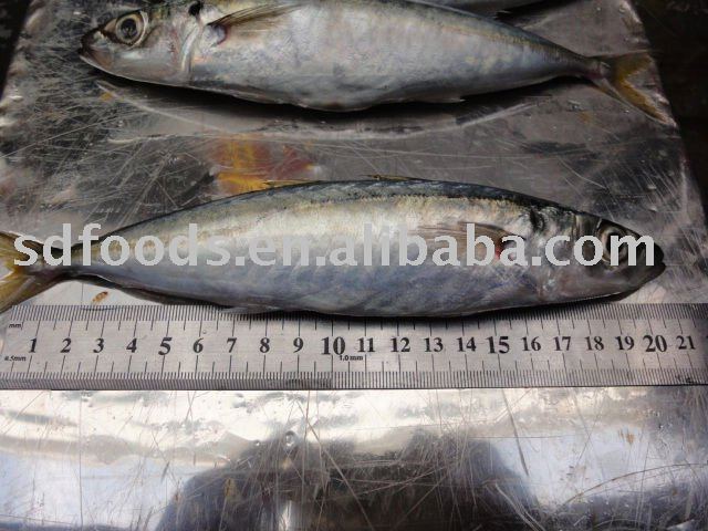 Frozen   scad   fish 