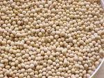 Soybean, Soybean Meal.