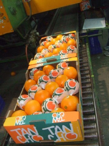 FRESH NAVEL ORANGES