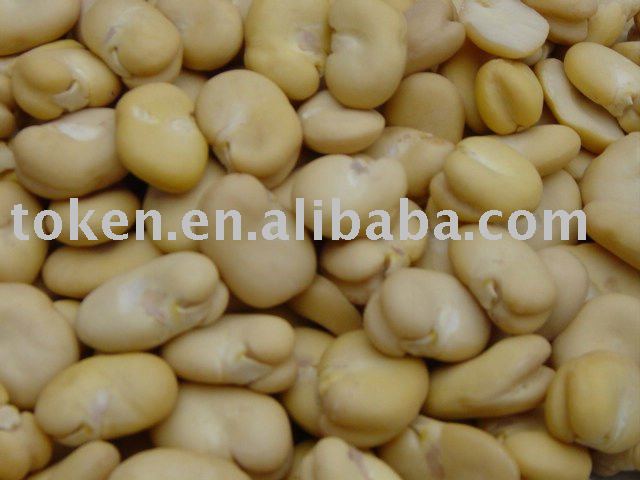 Fava Bean