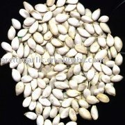 china snow white pumpkin seeds