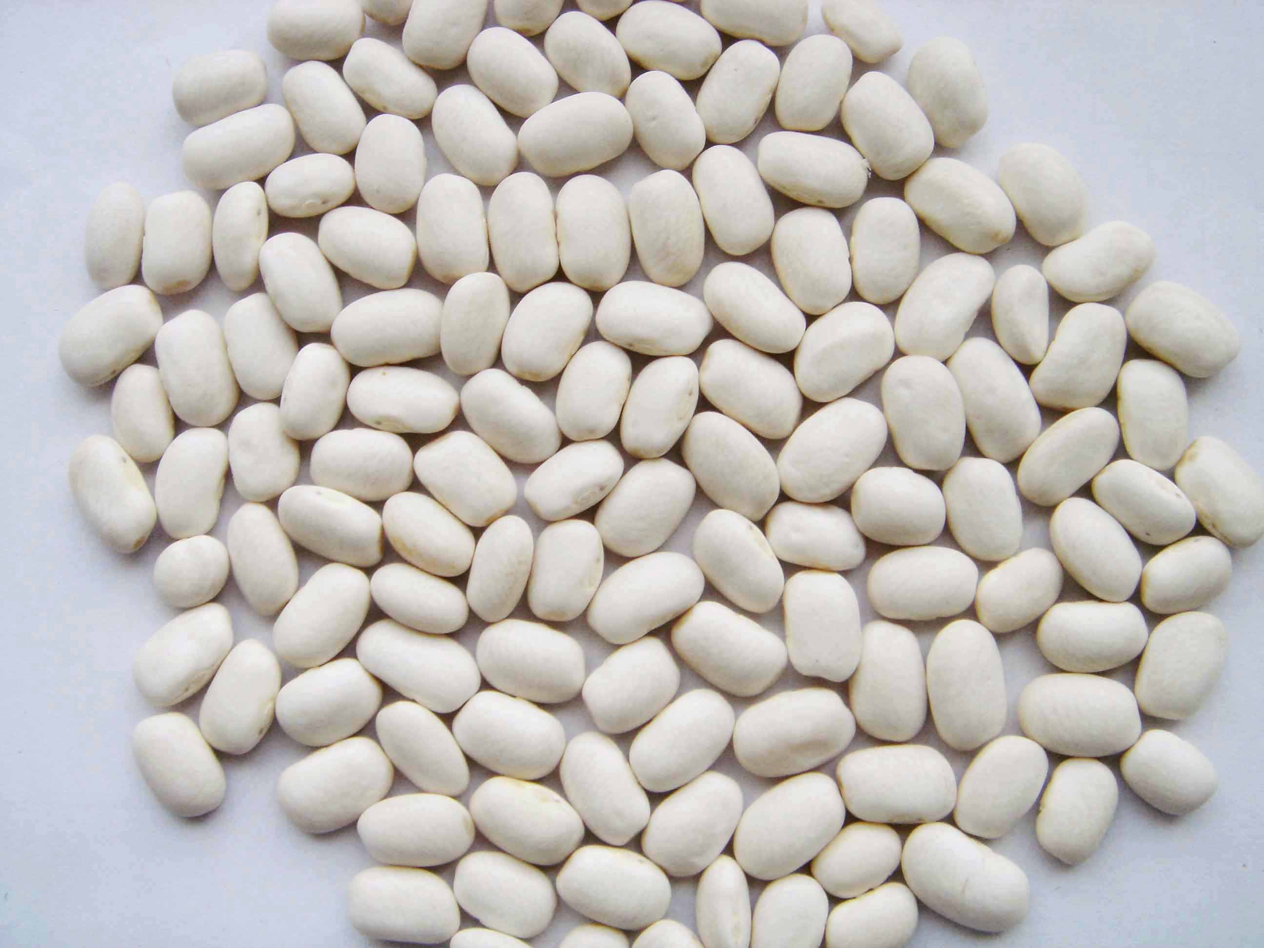 Middle white Kidney Beans round 220-240/100g