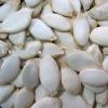Snow White Pumpkin Seeds