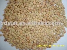 sell chinese lentil bean