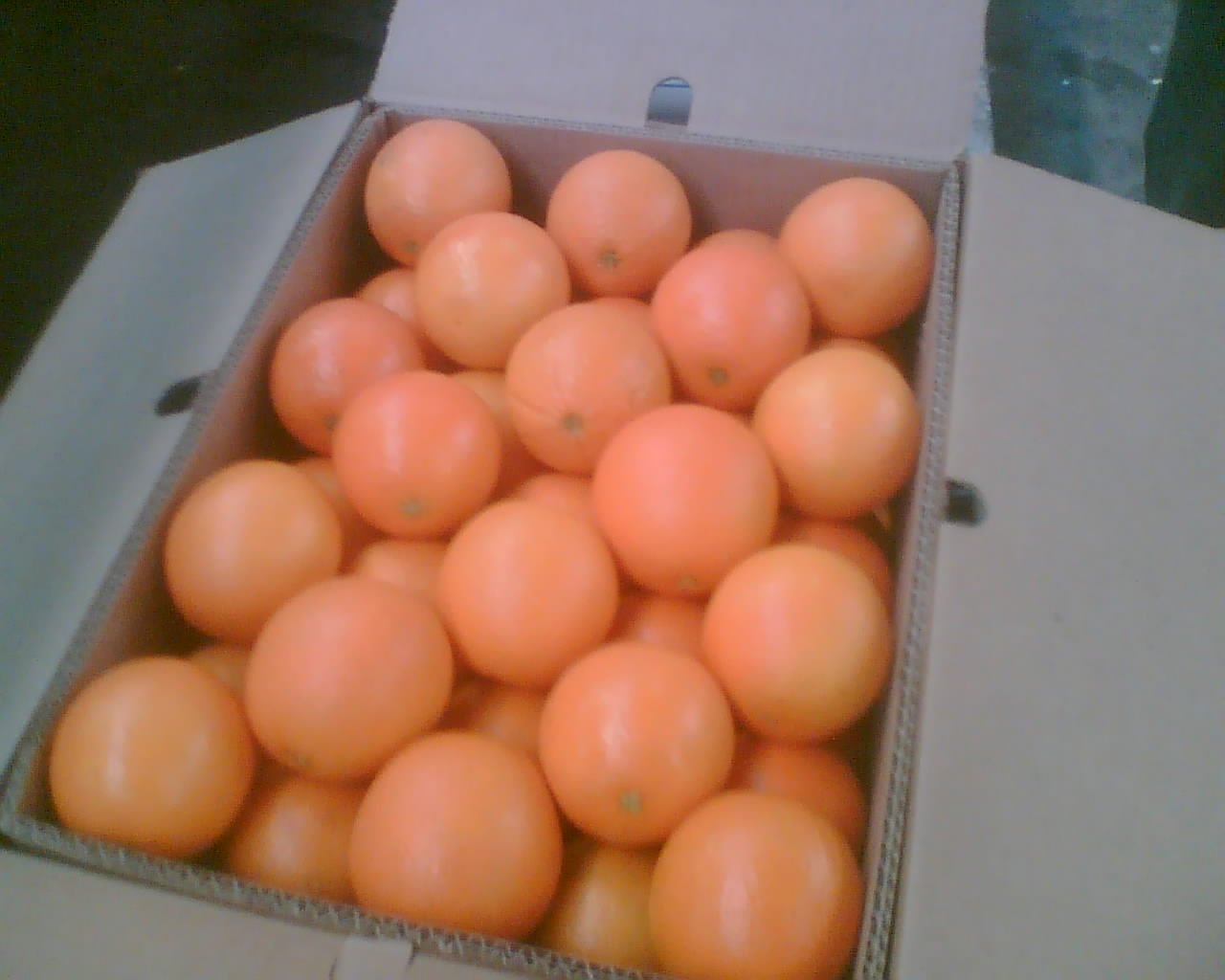 navel orange