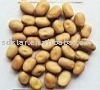 sell chiense fresh broad bean
