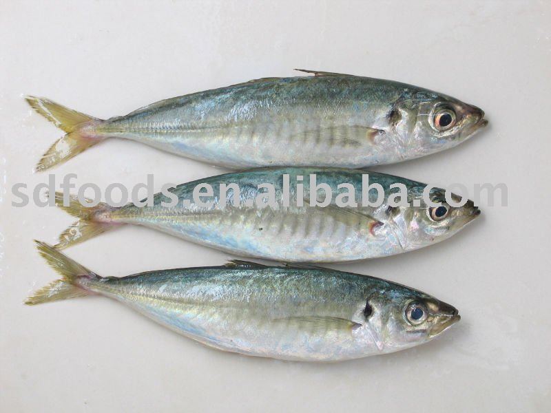Frozen whole horse mackerel