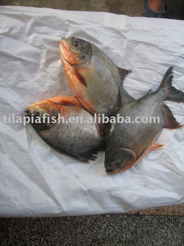 Frozen black pomfret