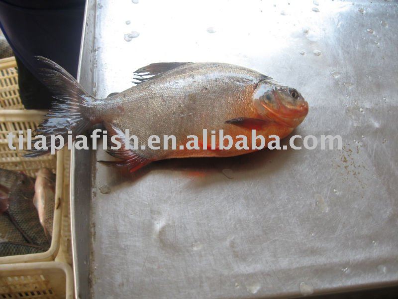 IQF black pomfret