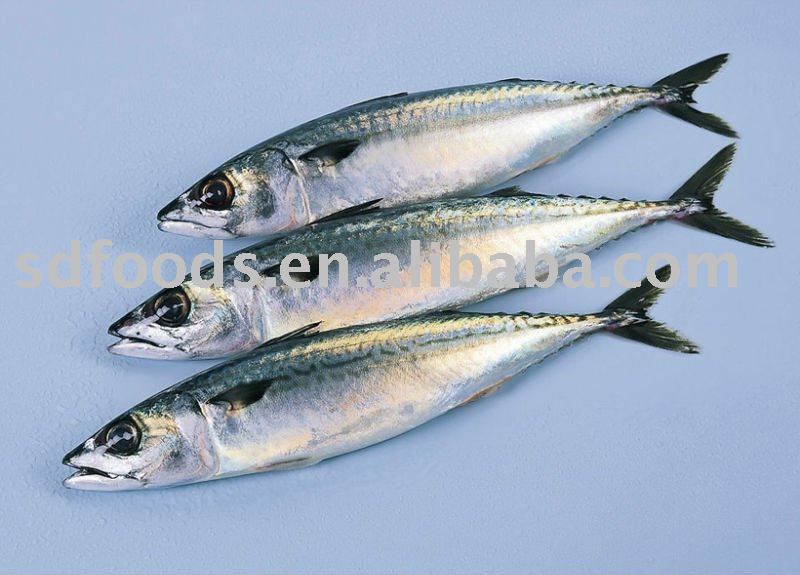  Frozen   round   Mackerel 