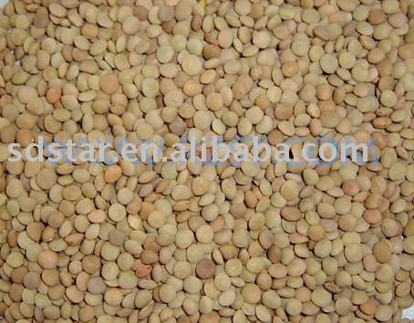 sell chinese lentil