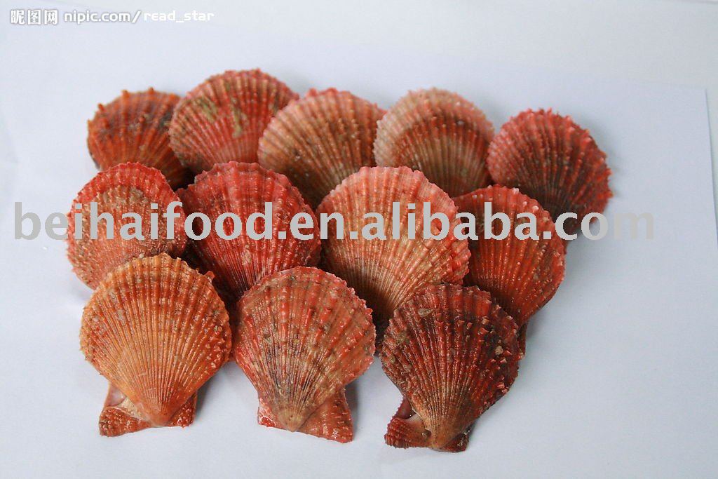 frozen scallop meat(Chlamys  Farreri) cooked