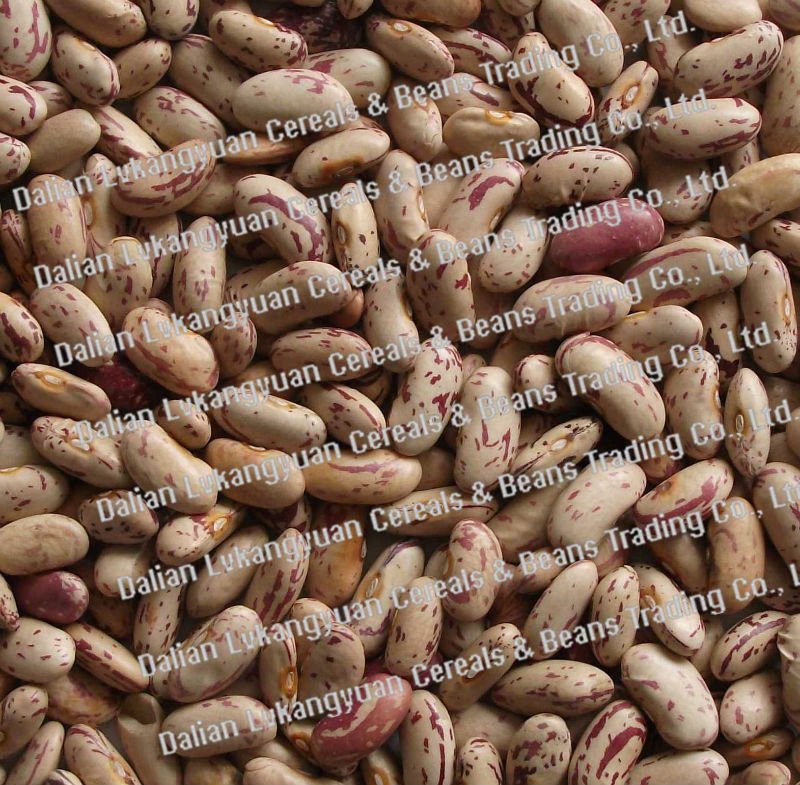 Organic Light speckled kidney beans 2010 crops (97)