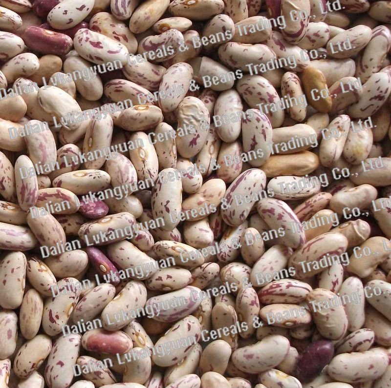 Organic Light speckled kidney beans 2010 crops (96.5)
