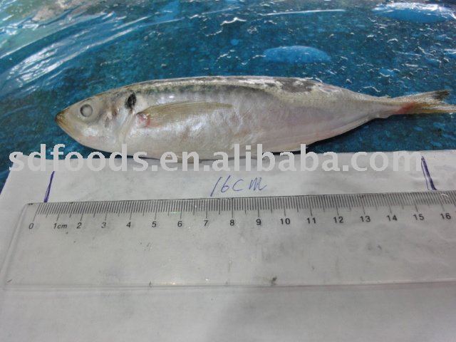 Frozen round  horse mackerel