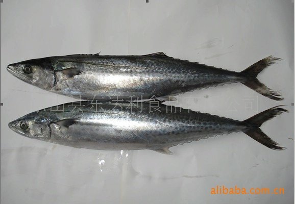 Frozen Spanish Mackerel(scomberomorus niphonius)