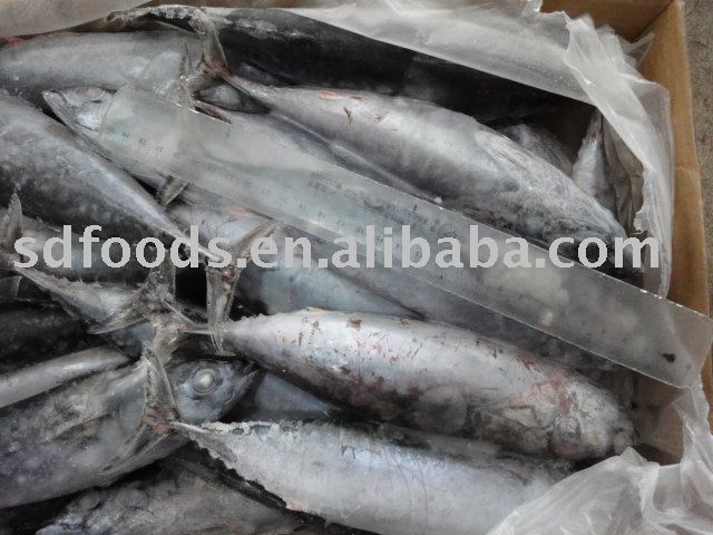  Frozen   whole   bonito 