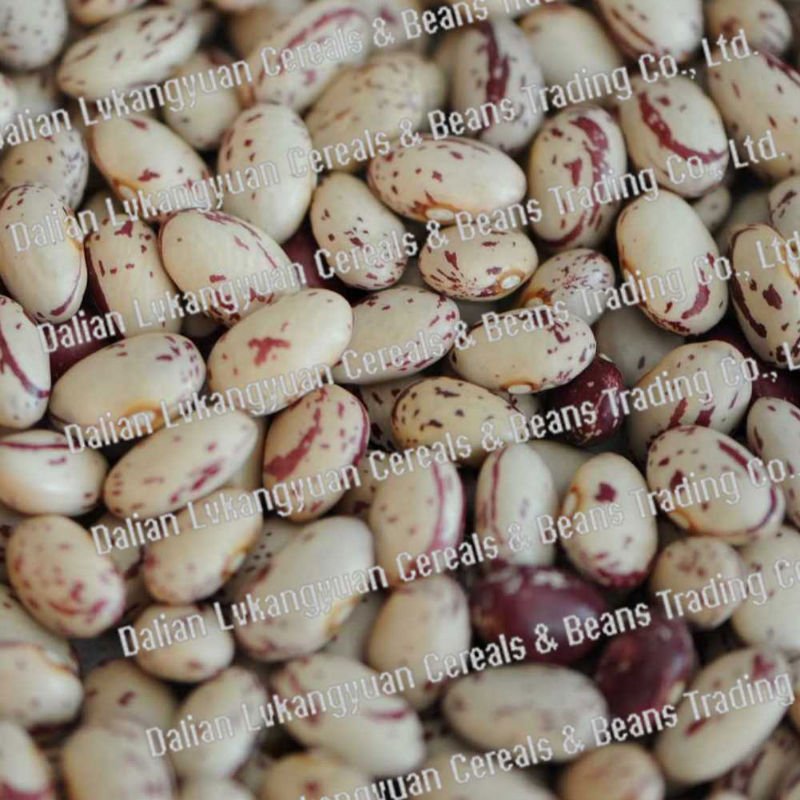 Organic pinto kidney beans (Oval) Crops 2010