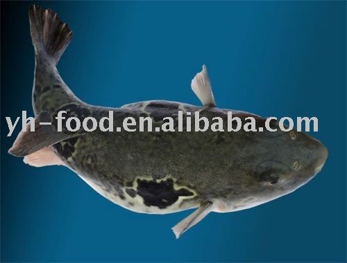 salable frozen seafood globefish