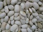 small white kidney bean