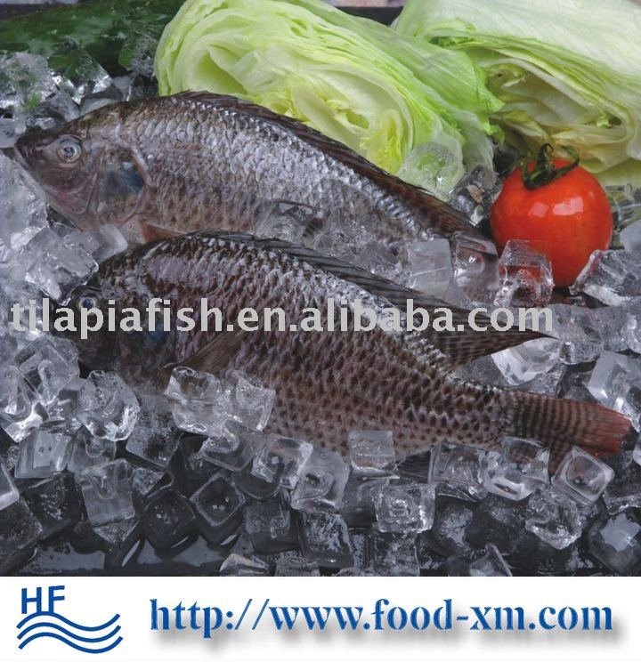 Fresh Frozen Nile Tilapia China Hhf Price Supplier 21food