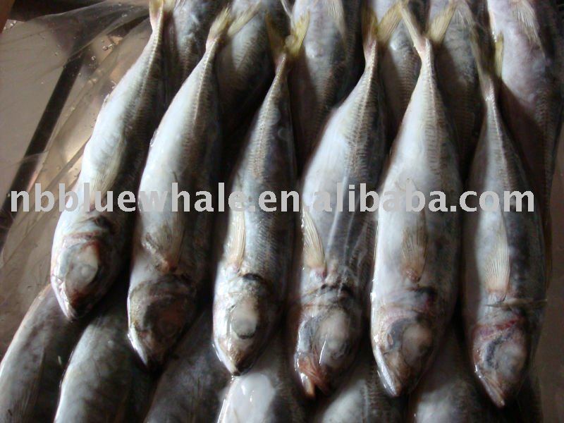 New arrival 150-200g horse mackerel