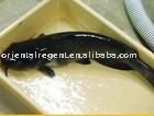 Frozen Whole Round Catfish