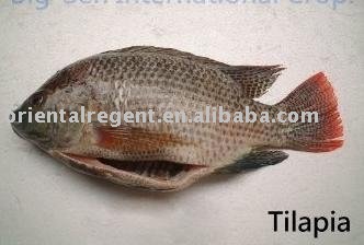  IQF   tilapia   whole   round 
