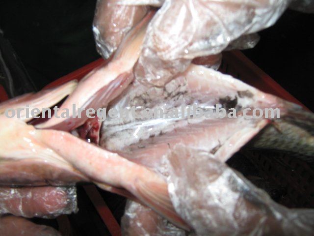 frozen fresh  tilapia   GS 