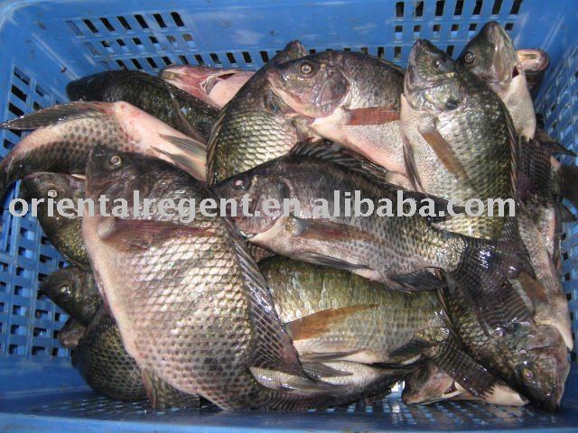 frozen tilapia GS