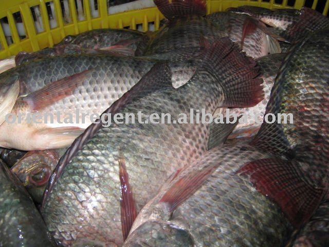 IQF tilapia GS