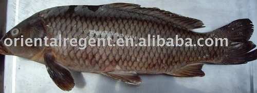  Frozen   Carp  fish gutted