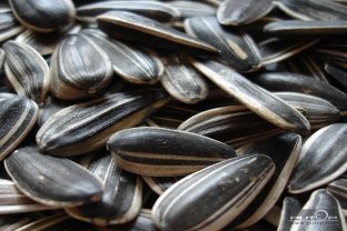 Sunflower Seeds