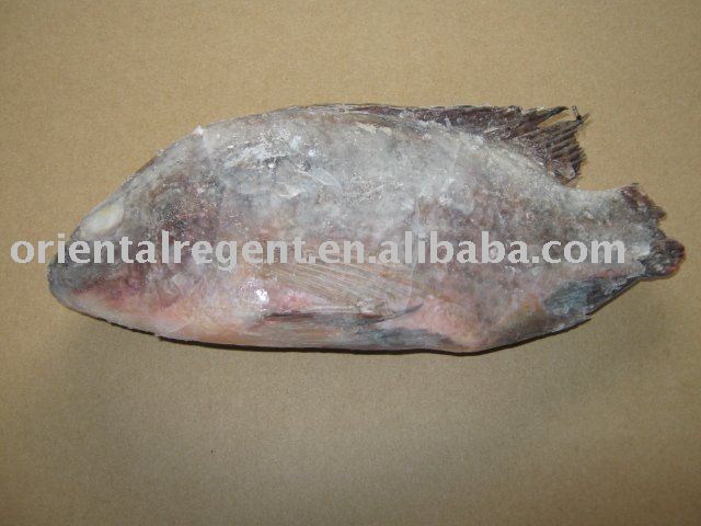 Fresh Frozen Tilapia China Oriental Regent Price Supplier 21food