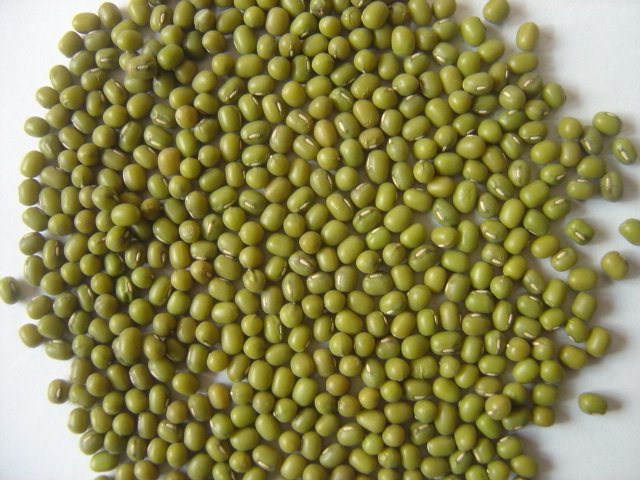 crop 2010 good quality green mung beans