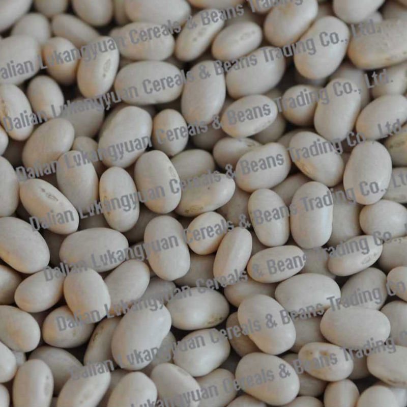 Organic  white   speckled   kidney   bean s 2010 crops