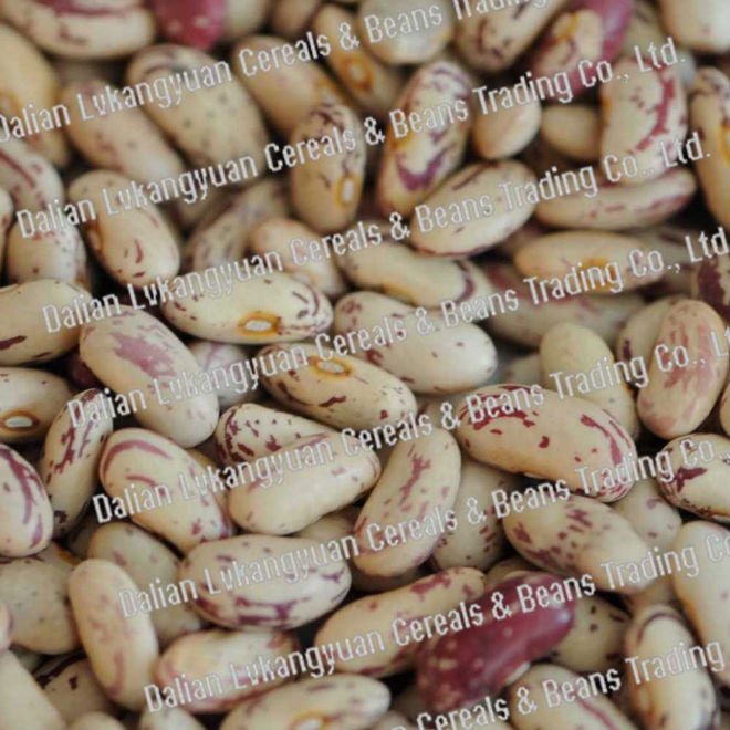 Organic  light   specked  kidney  beans  2010 crops