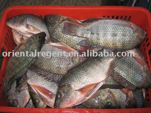 tilapia GS