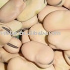 sell chinese  fresh   broad  bean