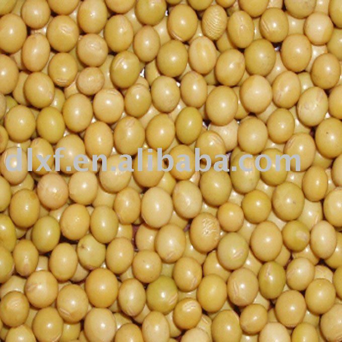 China organic soybean