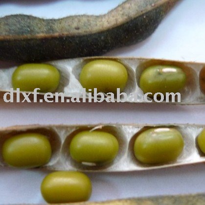 Organic Green Mung Bean