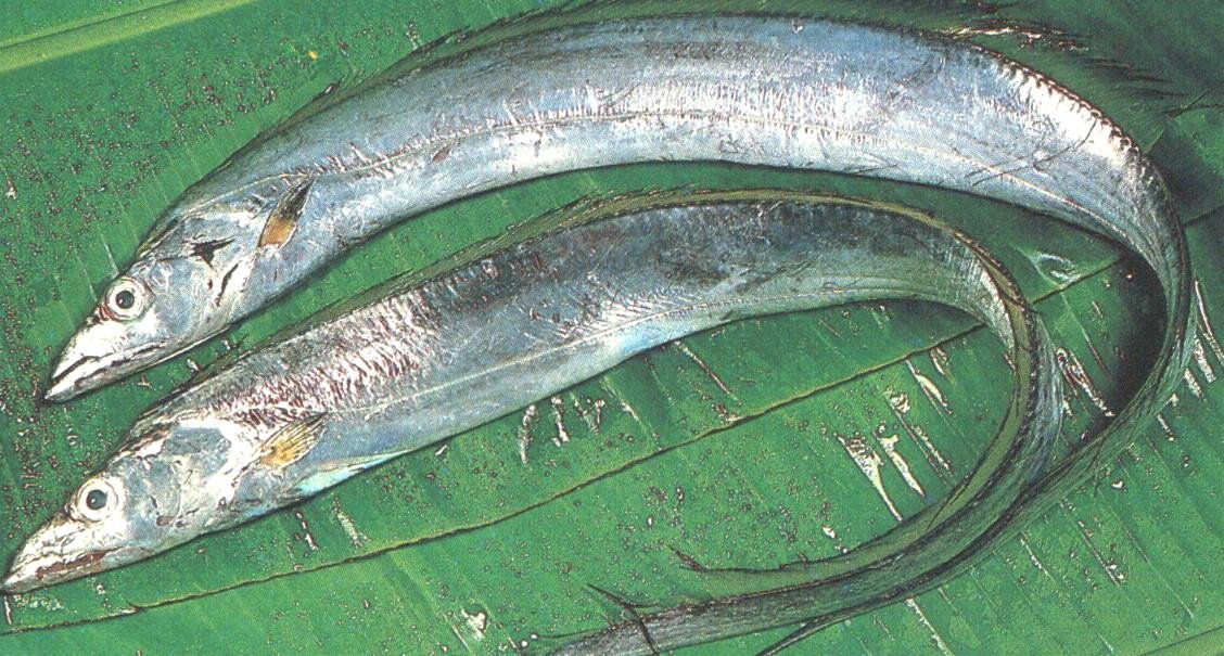 Ribbonfish